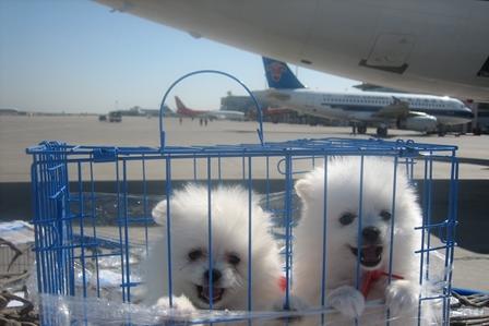 蓬江区宠物航空托运